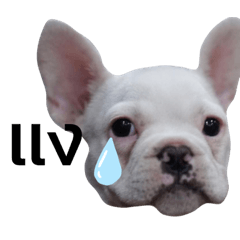 Galaxy family pet ver.Lupuz