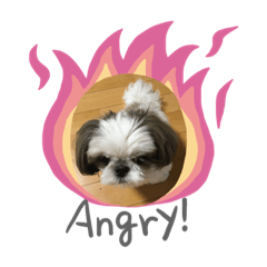 Shih Tzu nana