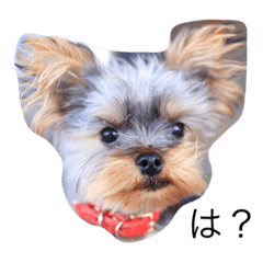 Yorkshire terrier MARU