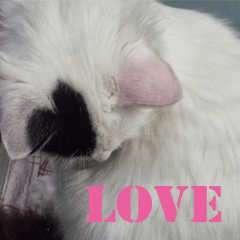 My cat`s name LOVE.