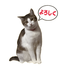 Konatsu stamp of cat