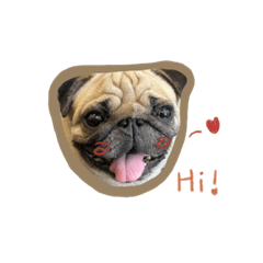 七隻毛孩森活在一起