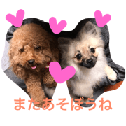 Pomeraniannopopochan