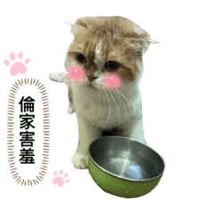 貓貓老大