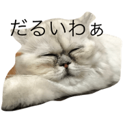 persian cat 2