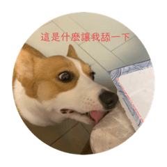 咪吉狗狗