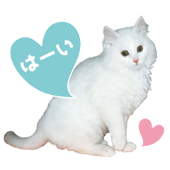 白ネコ からまる Line スタンプ Line Store 白ネコ からまる Line スタンプ Line Store