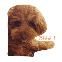 ラキキ ティーカッププードル Line スタンプ Line Store ラキキ ティーカッププードル Line スタンプ Line Store