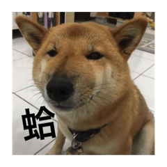 魯魯丸1