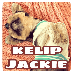 yorkshireterrier Jackie Indonesia