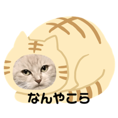 melon_20210720232852