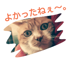 kiyomi cat