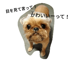 犬初のキャバ嬢、なめこの本音