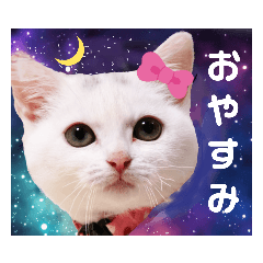 Clear and cute sticker of cats!