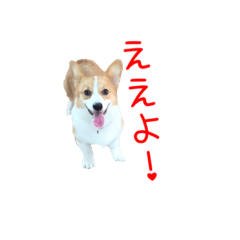 Corgi Marie2