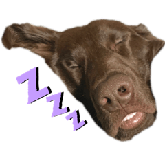 Love Flat coated Retriever