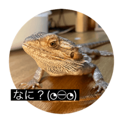 Reptilialove