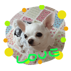 Hana  chihuahua&nbsp; &nbsp;2