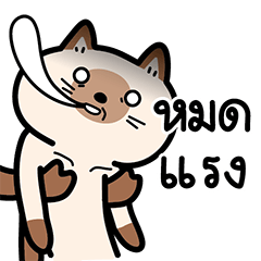 Mochi&Maru Siamese cat