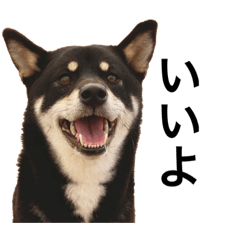 Shibainu black stamps