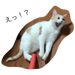 変顔猫 Line スタンプ Line Store 変顔猫 Line スタンプ Line Store