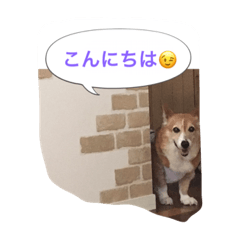 corgi meichan part3