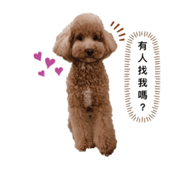 中和阿肥日常