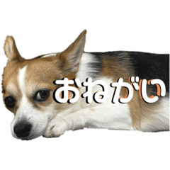 chibi_20210722125712