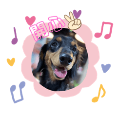 搗蛋短腿臘腸狗