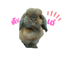 Rabbit_20210721150313