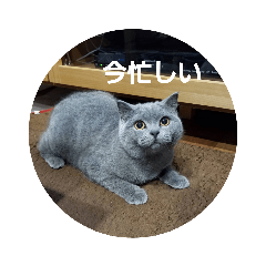 My Cat WASABI's Sticker