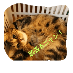 cat love!
