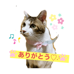 tommy_20210722154424