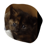 My cat minchan