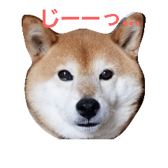 shibainuSANTA