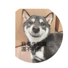 狗狗不要鬧喔⋯