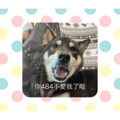 狗狗你真可愛欸
