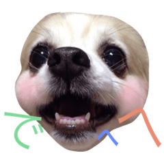 Chihuahua chachamaro