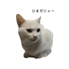 TeNeKo