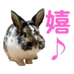 rabbit_tsubuan