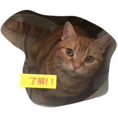 cat0625