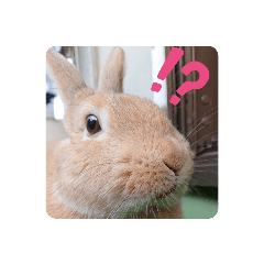 rabbit_20210723081635