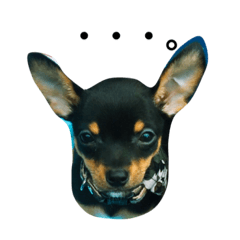 Miniature Pinscher Nuts