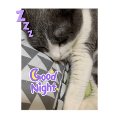 panda_20210722195122