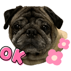 Albert_20210722215220