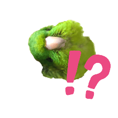 Barred parakeet_Society finch