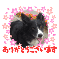 cookie is border collie