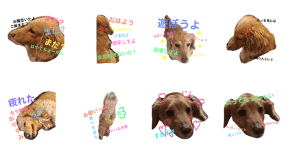 Feeling of DOG!