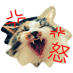 cat's G&P