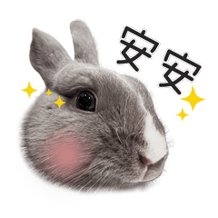 Kahue the rabbit daily use